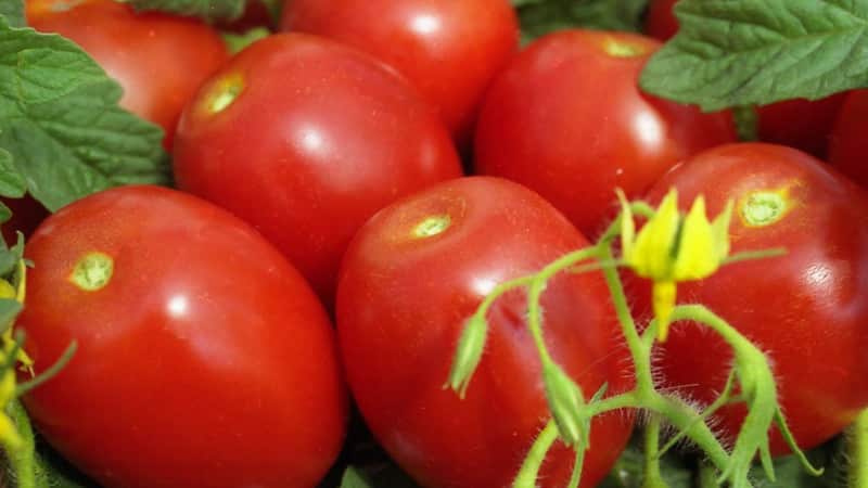 Development of domestic breeders for the Russian climate - Valentina tomato