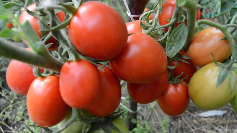 Development of domestic breeders for the Russian climate - Valentina tomato