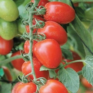 How to grow a tomato hybrid Barberry on your site and what positive qualities it has