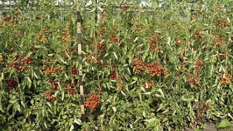 How to grow a tomato hybrid Barberry on your site and what positive qualities it has