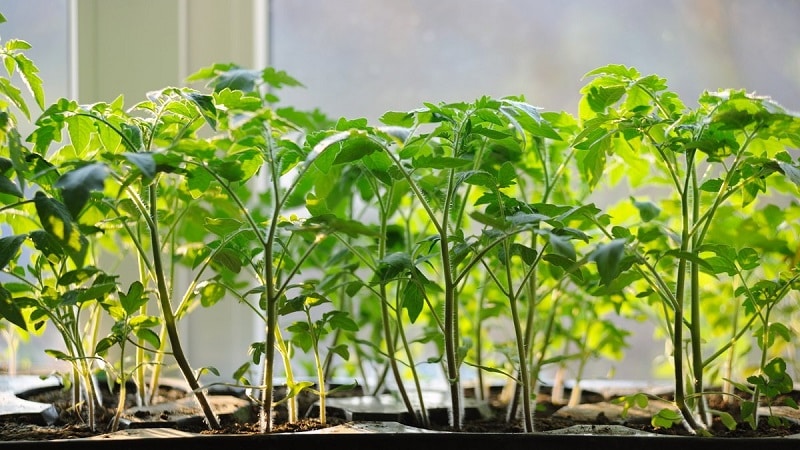 How to grow a tomato hybrid Barberry on your site and what positive qualities it has