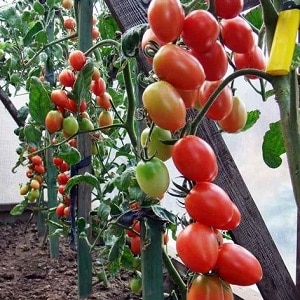 How to grow a tomato hybrid Barberry on your site and what positive qualities it has