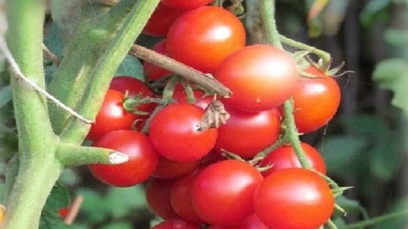 How to grow a tomato hybrid Barberry on your site and what positive qualities it has