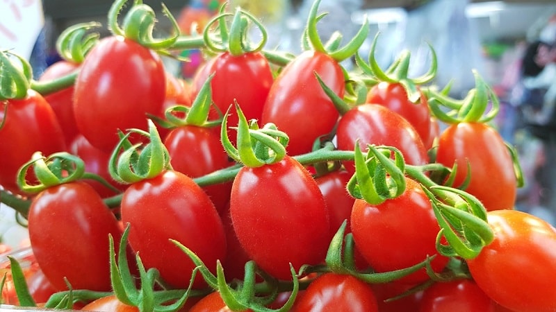 How to grow a tomato hybrid Barberry on your site and what positive qualities it has
