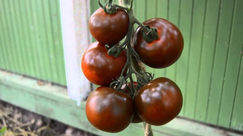 Wonderful fresh and just as good in preservation - the black Gourmand tomato and the basics of growing this variety