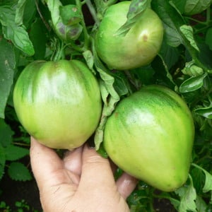 A variety with impeccable taste and aroma - the King of London tomato: reviews, photos and care secrets