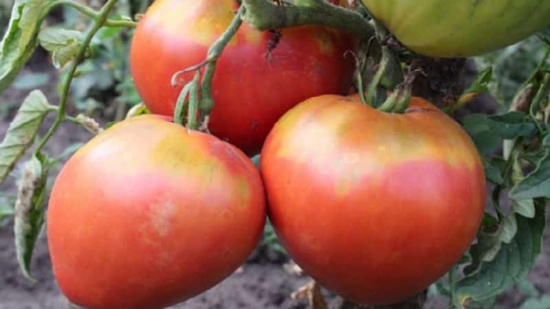 A variety with impeccable taste and aroma - the King of London tomato: reviews, photos and care secrets