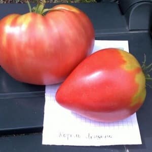 A variety with impeccable taste and aroma - the King of London tomato: reviews, photos and care secrets