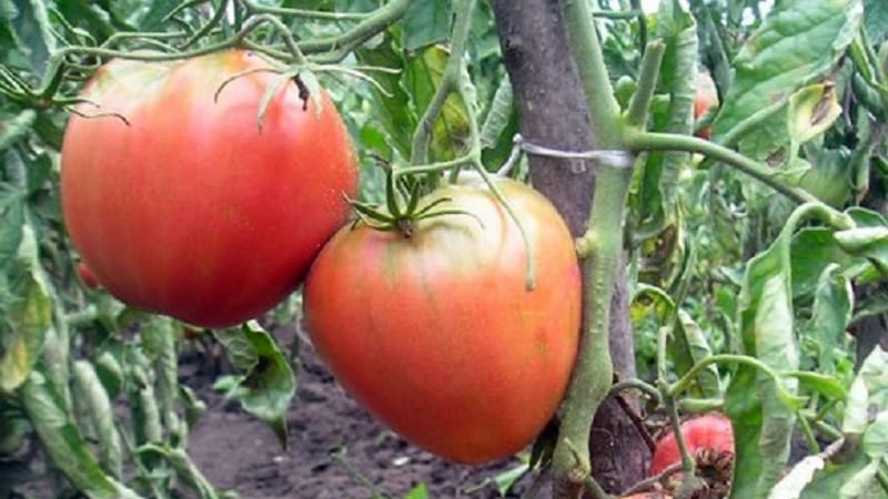 A variety with impeccable taste and aroma - the King of London tomato: reviews, photos and care secrets