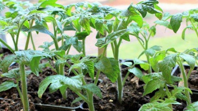A variety with impeccable taste and aroma - the King of London tomato: reviews, photos and care secrets