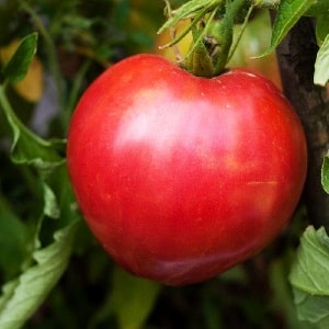 A variety with impeccable taste and aroma - the King of London tomato: reviews, photos and care secrets