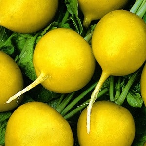 Review of the best radish varieties for open ground and greenhouses