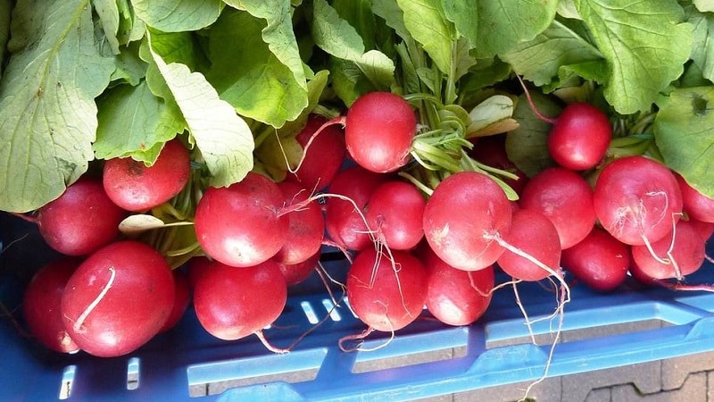 Review of the best radish varieties for open ground and greenhouses