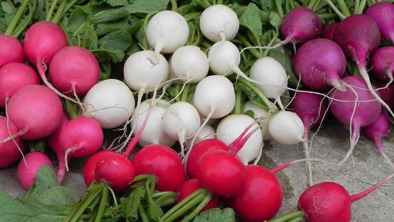 Review of the best radish varieties for open ground and greenhouses