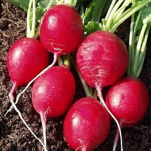 Review of the best radish varieties for open ground and greenhouses
