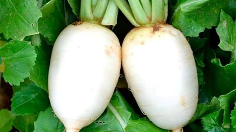 Review of the best radish varieties for open ground and greenhouses