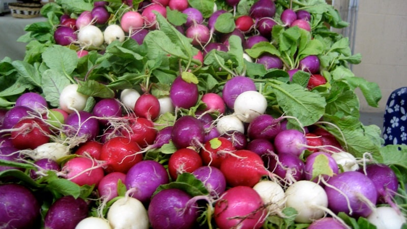 Review of the best radish varieties for open ground and greenhouses