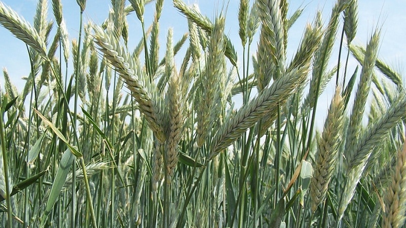What is triticale, what does it look like and where is it used?