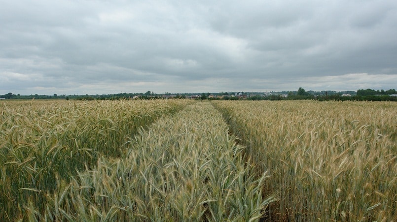 What is triticale, what does it look like and where is it used?