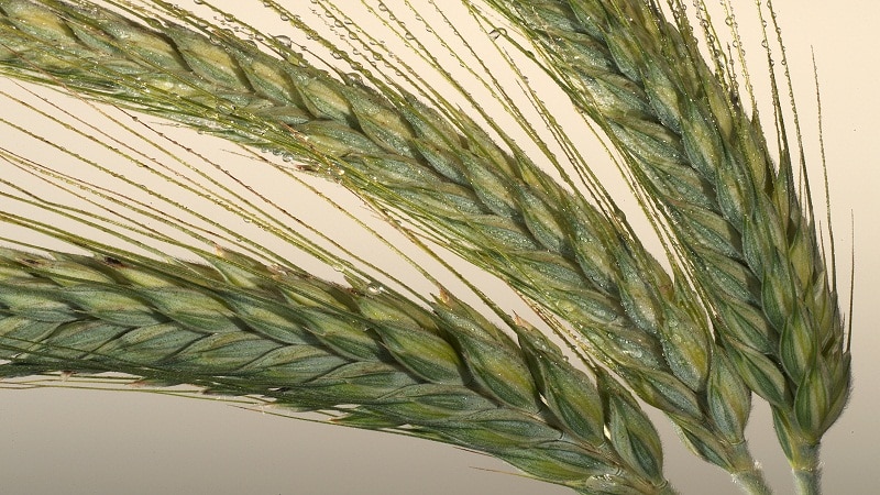 What is triticale, what does it look like and where is it used?