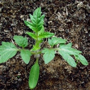 The Spetsnaz tomato, which is resistant to bad weather and has excellent yields: an overview of the variety and nuances of cultivation