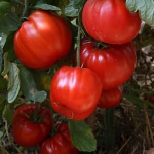 The Spetsnaz tomato, which is resistant to bad weather and has excellent yields: an overview of the variety and nuances of cultivation