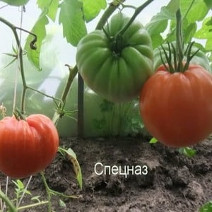 The Spetsnaz tomato, which is resistant to bad weather and has excellent yields: an overview of the variety and nuances of cultivation