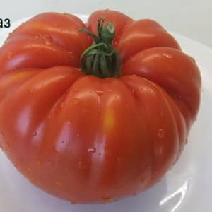 The Spetsnaz tomato, which is resistant to bad weather and has excellent yields: an overview of the variety and nuances of cultivation