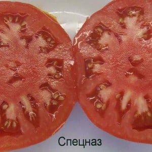 The Spetsnaz tomato, which is resistant to bad weather and has excellent yields: an overview of the variety and nuances of cultivation