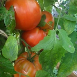The Spetsnaz tomato, which is resistant to bad weather and has excellent yields: an overview of the variety and nuances of cultivation