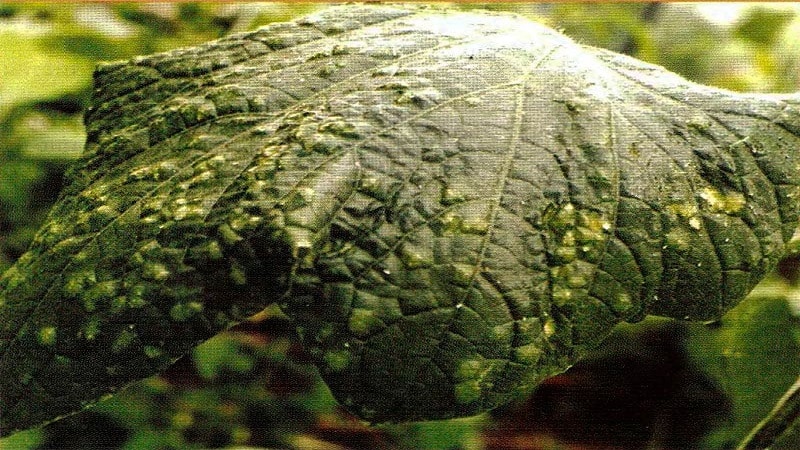 What to do if cucumbers don’t grow: feeding recipes