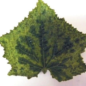 Causes and treatment of mosaic on cucumbers: we fight the disease effectively and prevent its occurrence