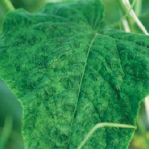 Causes and treatment of mosaic on cucumbers: we fight the disease effectively and prevent its occurrence