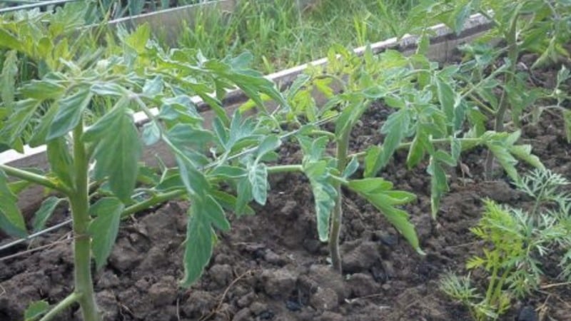 Not capricious to care for, but at the same time rich in yield, the Nice tomato: photos, reviews and growing secrets