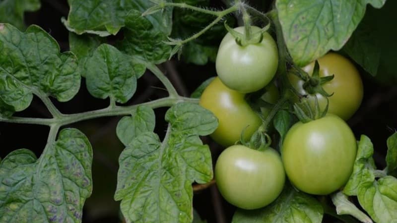 Not capricious to care for, but at the same time rich in yield, the Nice tomato: photos, reviews and growing secrets