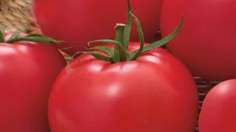 Not capricious to care for, but at the same time rich in yield, the Nice tomato: photos, reviews and growing secrets