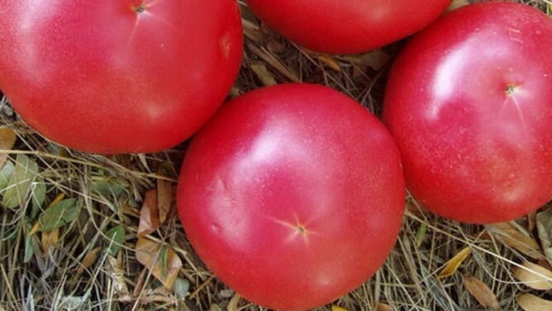Not capricious to care for, but at the same time rich in yield, the Nice tomato: photos, reviews and growing secrets
