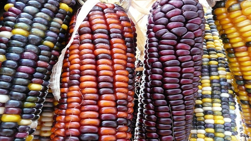 Colored corn - reality or photoshop: let's get acquainted with amazing varieties and try to grow it yourself