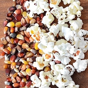 Colored corn - reality or photoshop: let's get acquainted with amazing varieties and try to grow it yourself