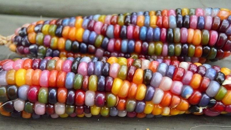 Colored corn - reality or photoshop: let's get acquainted with amazing varieties and try to grow it yourself