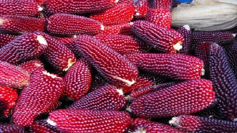 Colored corn - reality or photoshop: let's get acquainted with amazing varieties and try to grow it yourself