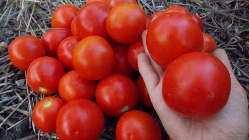 Yamal tomatoes, beloved by gardeners: we grow an unpretentious variety ourselves without much difficulty