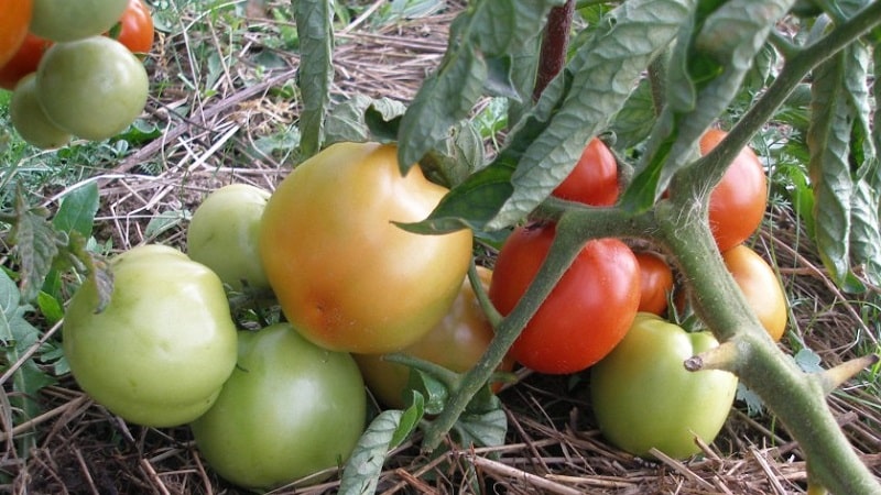Yamal tomatoes, beloved by gardeners: we grow an unpretentious variety ourselves without much difficulty