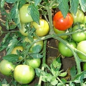Yamal tomatoes, beloved by gardeners: we grow an unpretentious variety ourselves without much difficulty