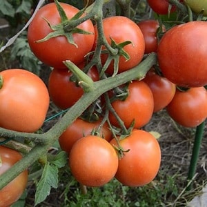 Yamal tomatoes, beloved by gardeners: we grow an unpretentious variety ourselves without much difficulty