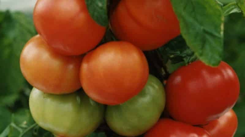 Is it worth planting the hybrid tomato Red Arrow F1: characteristics that may influence your choice