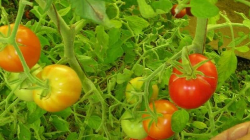 Is it worth planting the hybrid tomato Red Arrow F1: characteristics that may influence your choice