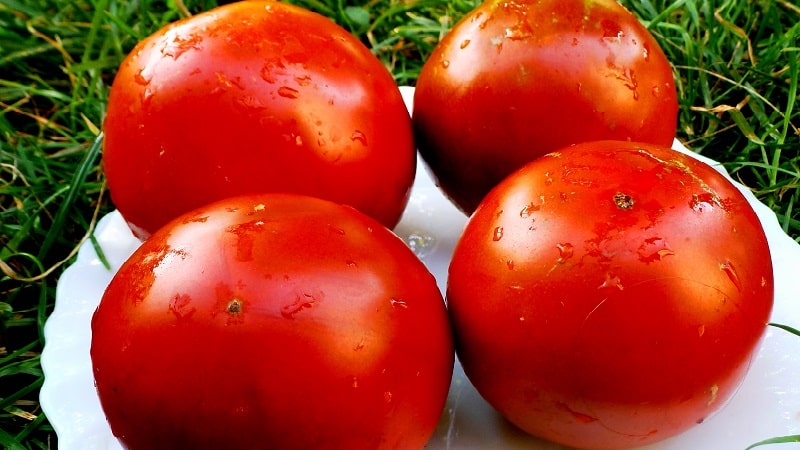 Is it worth planting the hybrid tomato Red Arrow F1: characteristics that may influence your choice