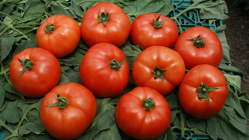 Is it worth planting the hybrid tomato Red Arrow F1: characteristics that may influence your choice