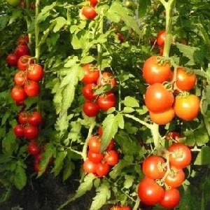 Is it worth planting the hybrid tomato Red Arrow F1: characteristics that may influence your choice